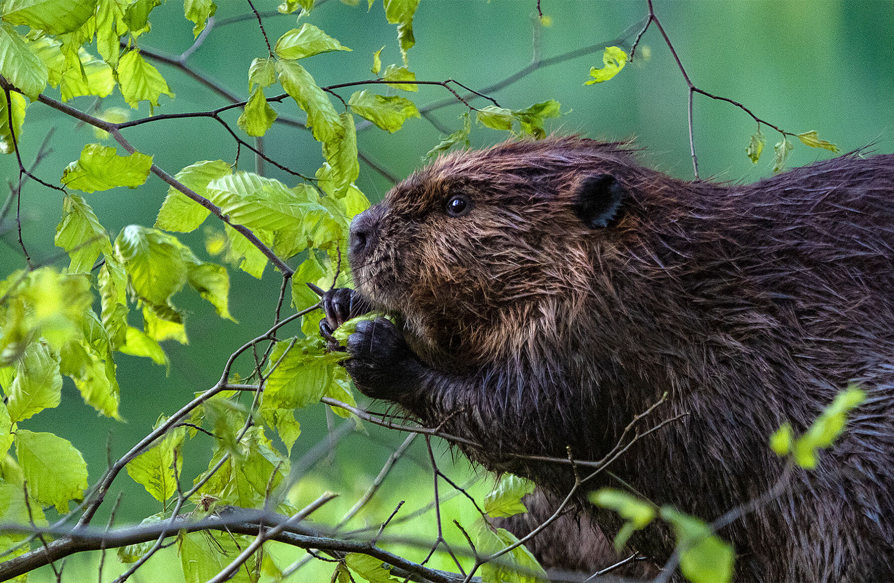 Beaver chewing twigs